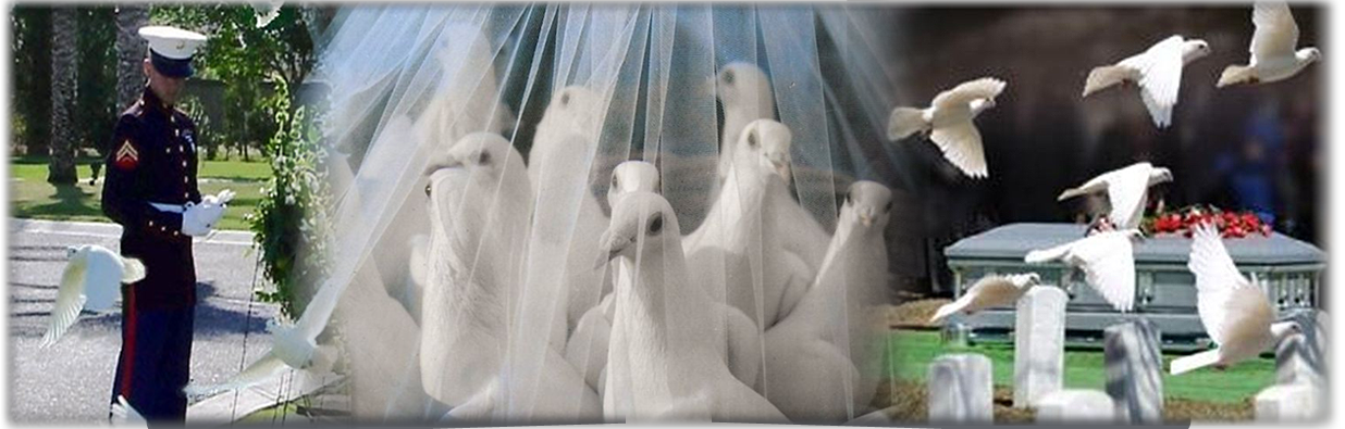 Angelic Doves